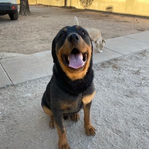 Meet your Posher, Manuel